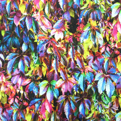 Leaf