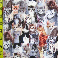 Kittens