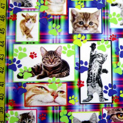 Kittens