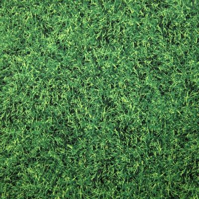 Grass