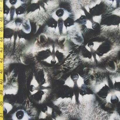 Raccoons