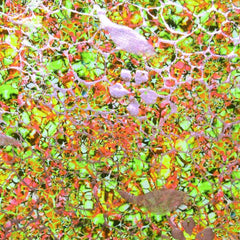 Premium Holographic Print Wall Art