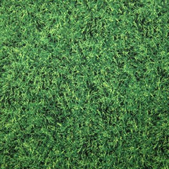 Grass