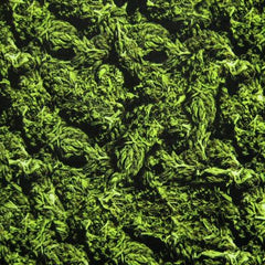 Cannabis